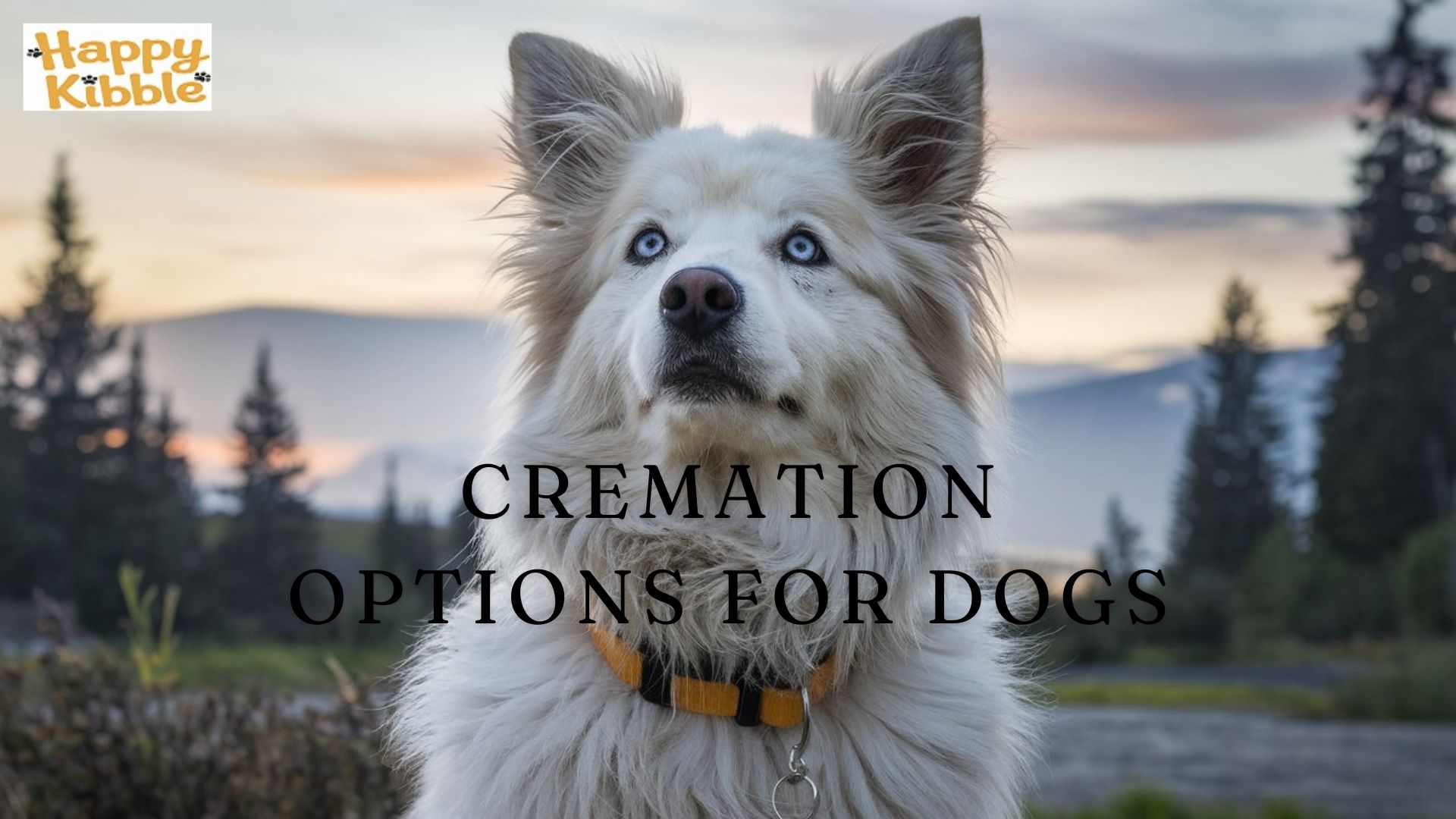 Cremation options for dogs