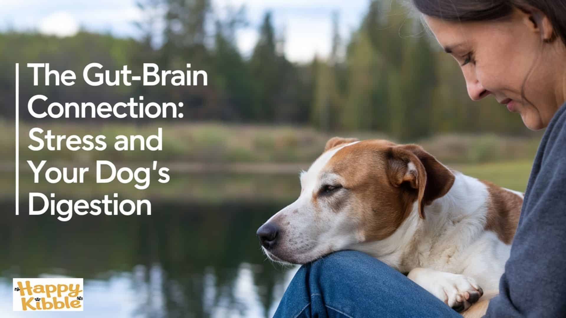 The Gut-Brain Connection: Stress and Your Dog's Digestion