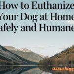 how to Euthunize your Dog at Home Safely and Humanely