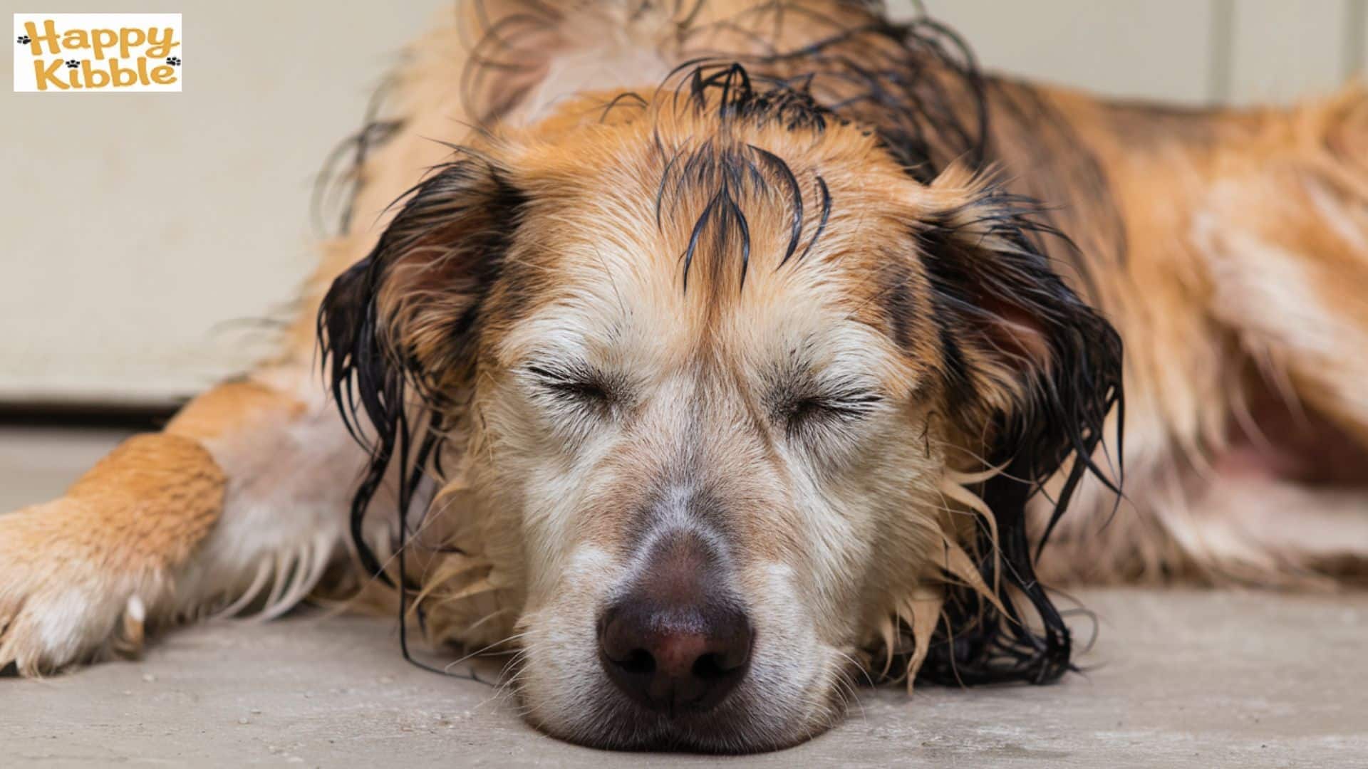 Fever: When Your Dog's Running Too Hot