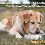 Why Dogs Lay Down to Eat: What Science Tells Us About This Quirky Behavior