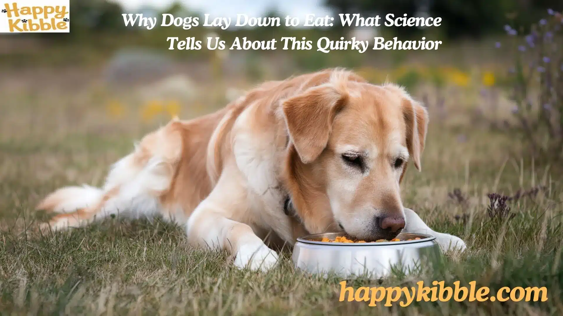 Why Dogs Lay Down to Eat: What Science Tells Us About This Quirky Behavior