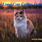 How Long Can Calico Cats Live