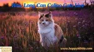 How Long Can Calico Cats Live