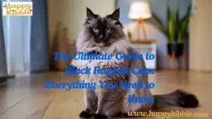 The Ultimate Guide to Black Ragdoll Cats: Everything You Need to Know